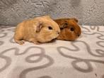 2 cavia beren, Cavia, Mannelijk, November, Tam