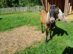 twee nubische bokken te koop, Dieren en Toebehoren, Mannelijk, Geit, 0 tot 2 jaar