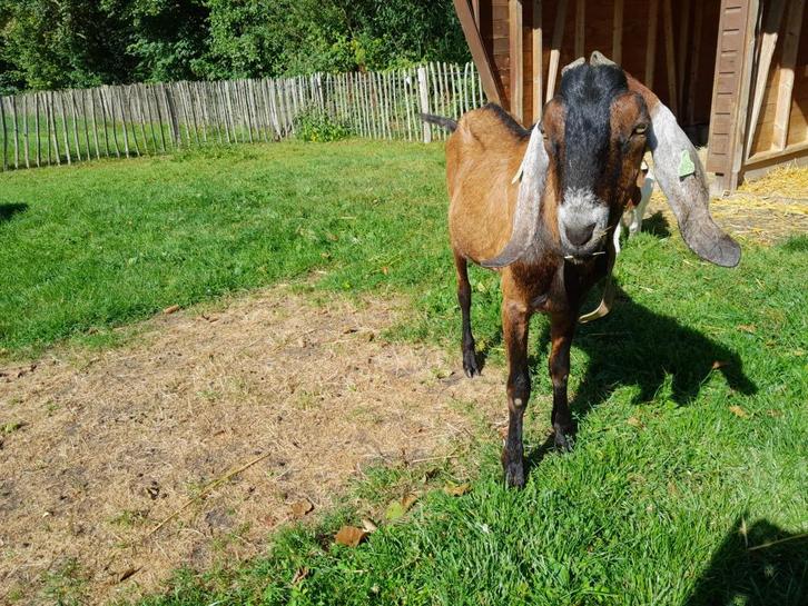 twee nubische bokken te koop, Dieren en Toebehoren, Schapen, Geiten en Varkens, Geit, Mannelijk, 0 tot 2 jaar
