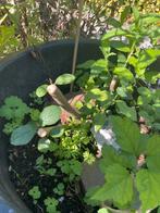 Bloempot met hibiscus, witte kornoelje, ijzerhard, akelei, Ophalen, Overige soorten, Volle zon