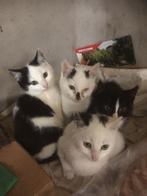 Nestje jonge poesjes en kater komen van de boerderij !!, Dieren en Toebehoren, Meerdere dieren