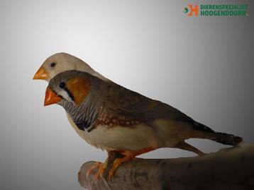 Zebravink | Deskundig advies | Veel keuze tropische vogels beschikbaar voor biedingen