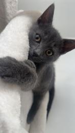 Russisch blauwe kat, Dieren en Toebehoren, Katten en Kittens | Overige Katten, Poes
