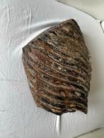 Mamoet Kies - Antiek Overblijfsel uit de Prehistorie, Ophalen of Verzenden