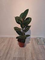 Ficus Elastica Robusta ca. 90cm, Huis en Inrichting, Kamerplanten, Ophalen, Ficus, Halfschaduw, Minder dan 100 cm