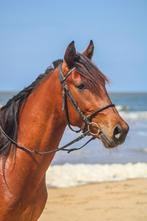 de liefste driejarige draver ruin, Dieren en Toebehoren, Paarden, Recreatiepaard, Gechipt, Minder dan 160 cm, Ruin