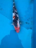 Showa 30cm. Tosai, Dieren en Toebehoren, Vissen | Vijvervissen, Karper of Koi