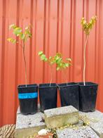 walnotenboompjes te koop, Tuin en Terras, Planten | Fruitbomen, Lente, Volle zon, Minder dan 100 cm, Walnotenboom