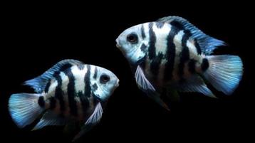 Blue parrot, 2-3cm!!! 5,95 per stuk, 4 stuks voor € 20,-!!! beschikbaar voor biedingen