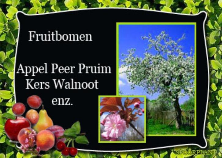 fruitbomen, Tuin en Terras, Planten | Fruitbomen, Appelboom, 100 tot 250 cm, Lente, Ophalen