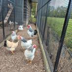 Broedeieren wyandotte columbia patrijs porselein geelwit, Dieren en Toebehoren, Pluimvee, Geslacht onbekend, Kip