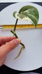 Epipremnum pinnatum N’joy stekjes, Huis en Inrichting, Kamerplanten, Ophalen of Verzenden