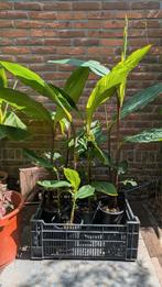 Canna musifolia 'Grande', Tuin en Terras, Planten | Tuinplanten, Ophalen, Zomer, Overige soorten, Volle zon