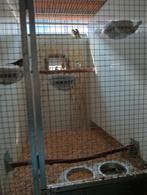 Kanaries en vinken, Dieren en Toebehoren, Vogels | Kanaries, Meerdere dieren, Kleurkanarie