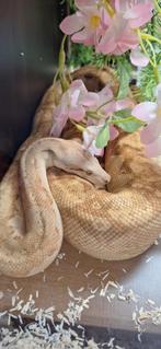 Boa T+ Albino, Slang, Tam
