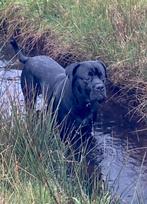 Cane corso DEKREU beschikbaar, Dieren en Toebehoren, Rabiës (hondsdolheid), Eén hond, 3 tot 5 jaar, Nederland