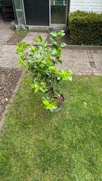 Chinese roos Camellia, Zomer, Ophalen of Verzenden, Overige soorten, Volle zon