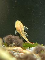 Albino algeneters €3,00 per stuk, 3 voor €7,50 (ong 5 over), Vis