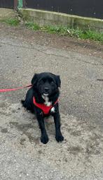 Nives – klein meisje met een groot hart uit Bosnië, Dieren en Toebehoren, Honden | Niet-rashonden, Particulier, Rabiës (hondsdolheid)