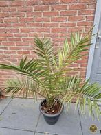 planten, Ophalen, Bloeit niet, Overige soorten, Volle zon
