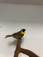 4-5 kleine cubavinken, Dieren en Toebehoren, Meerdere dieren, Tropenvogel