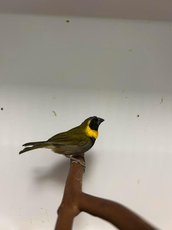 4-5 kleine cubavinken, Dieren en Toebehoren, Vogels | Overige Vogels, Tropenvogel, Meerdere dieren