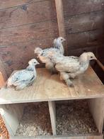 Mooi trio brahma kippen te koop, Meerdere dieren, Kip