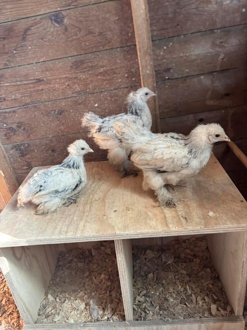 Mooi trio brahma kippen te koop, Dieren en Toebehoren, Pluimvee, Kip, Meerdere dieren