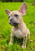 super knap, lief, gezond franse bulldog pup reutje, CDV (hondenziekte), Particulier, Bulldog, 8 tot 15 weken