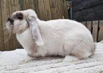 Franse hangoor (ram), Dieren en Toebehoren, Mannelijk, Groot, Hangoor