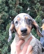 Standaard/ dwerg teckel pups, Dieren en Toebehoren, Honden | Teckels en Dashonden, Reu, 8 tot 15 weken, Korthaar, Dwerg