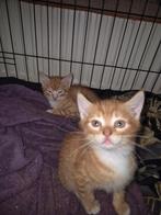 Kittens  te koop, Dieren en Toebehoren, Katten en Kittens | Overige Katten