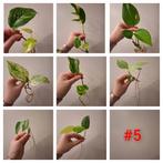 Stekjesbox #5, Huis en Inrichting, Kamerplanten, Ophalen of Verzenden, Overige soorten, Halfschaduw, Minder dan 100 cm