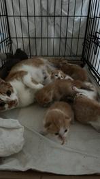 Super lieve kittens katjes poesjes, Dieren en Toebehoren
