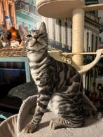 Bengaal kater, Dieren en Toebehoren, Kater, Gechipt, 0 tot 2 jaar