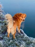 Boulab Dekreu 75% Berner sennenhond en 25% Labrador, Particulier, Rabiës (hondsdolheid), 3 tot 5 jaar, Reu