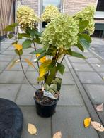 Hortensia, Vlinderstruik & Pluimhortensia, Vaste plant, Halfschaduw, Zomer, Ophalen