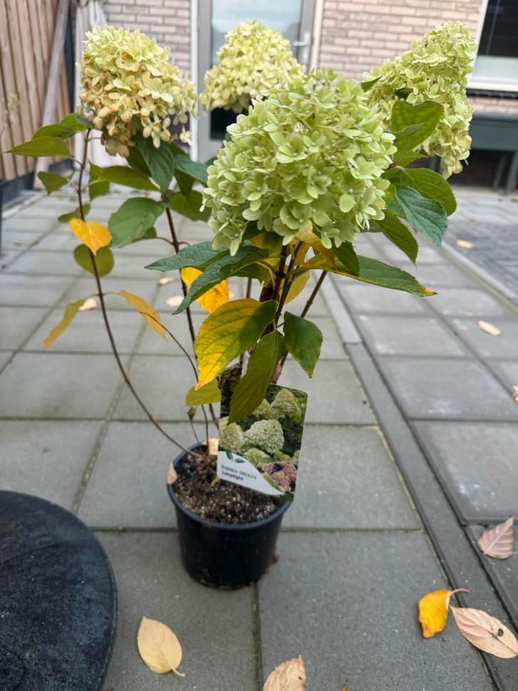 Hortensia, Vlinderstruik & Pluimhortensia, Tuin en Terras, Planten | Tuinplanten, Vaste plant, Overige soorten, Halfschaduw, Zomer