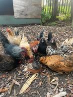Krielkippen, Dieren en Toebehoren, Pluimvee, Meerdere dieren, Kip