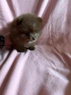 Pomeriaan pups chocolade, België, Particulier, Keeshond, 8 tot 15 weken