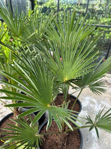 Trachycarpus Wagnerianus (winterharde palm) beschikbaar voor biedingen