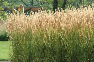 Calamagrostis acutiflora 'Karl Foerster' - Struisriet beschikbaar voor biedingen