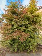Japanse esdoorn Acer Palmatum, Tuin en Terras, Planten | Bomen, Overige soorten, Lente, 100 tot 250 cm, Ophalen