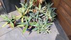 Diverse honderdjarige aloë en agave te koop, Tuin en Terras, Planten | Tuinplanten, Ophalen, Zomer, Overige soorten, Volle zon