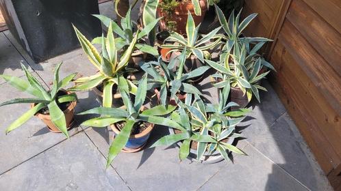 Diverse honderdjarige aloë en agave te koop, Tuin en Terras, Planten | Tuinplanten, Overige soorten, Volle zon, Zomer, Ophalen