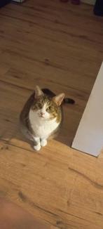 Lieve poes zoekt nieuw huisje, Dieren en Toebehoren, Poes, Ontwormd, 3 tot 5 jaar