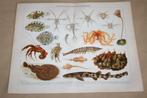 Antieke kleurenlitho - Ontwikkeling van zeedieren - Ca 1900, Ophalen of Verzenden