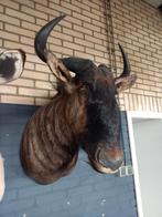 Oryx & Blauwe Gnoe - Prachtige Koptrofeeën, Ophalen of Verzenden, Zo goed als nieuw, Opgezet dier