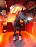 Solarium, Paardensolarium met lift & ventilatoren, Ophalen of Verzenden, Zo goed als nieuw