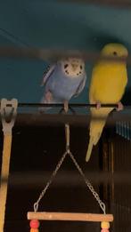 Kooi+vogels, Dieren en Toebehoren, Meerdere dieren, Parkiet